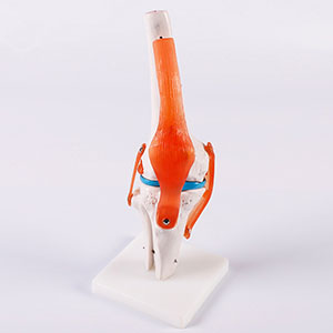 Knee joint model