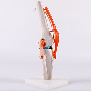 skeletal joint model