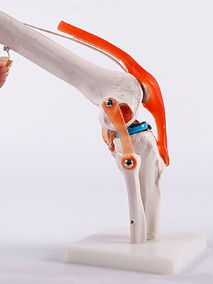 Knee joint model