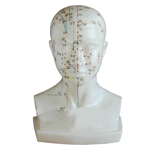 Head acupuncture model
