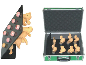 Advanced cervical lesion model