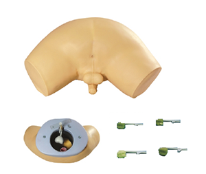 Prostate examination model